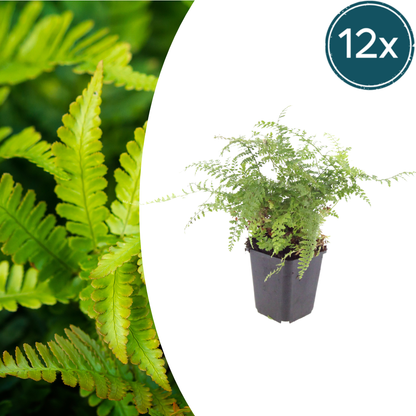 Polystichum setiferum Herrenhausen – 12 Pflanzen – Ø9cm – Höhe 10-25cm – Immergrüner Farn – Schattenpflanze für Beet, Gehölzrand & Naturgarten - Oasis of Life