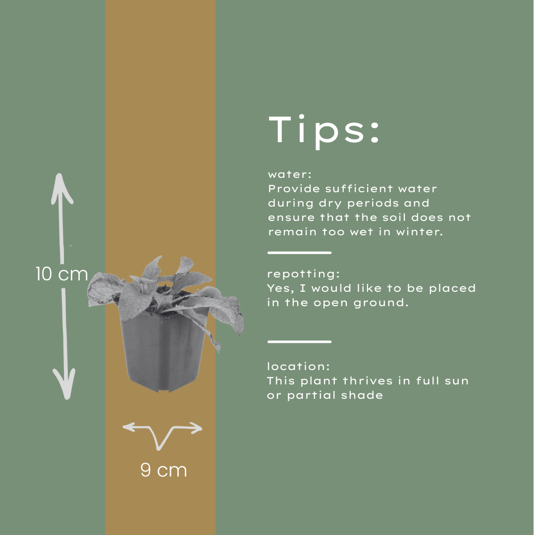 Symphytum grandiflorum Wisley Blue – 60 Pflanzen – Ø9cm – Höhe 10-25cm – Blauer Beinwell Bodendecker – Winterharte Schattenstaude für Beet & Naturgarten - Oasis of Life