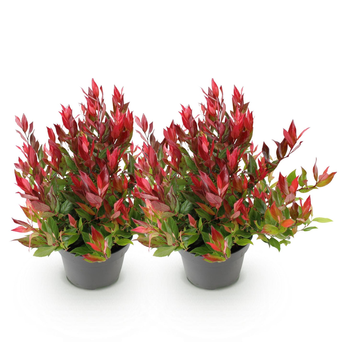 GreenboutiQ - Gartenpflanze - Leucothoe Little Flame - Rot - 2 Pflanzen - Immergrün - Pflegeleicht - Topf 17cm Höhe 45cm 