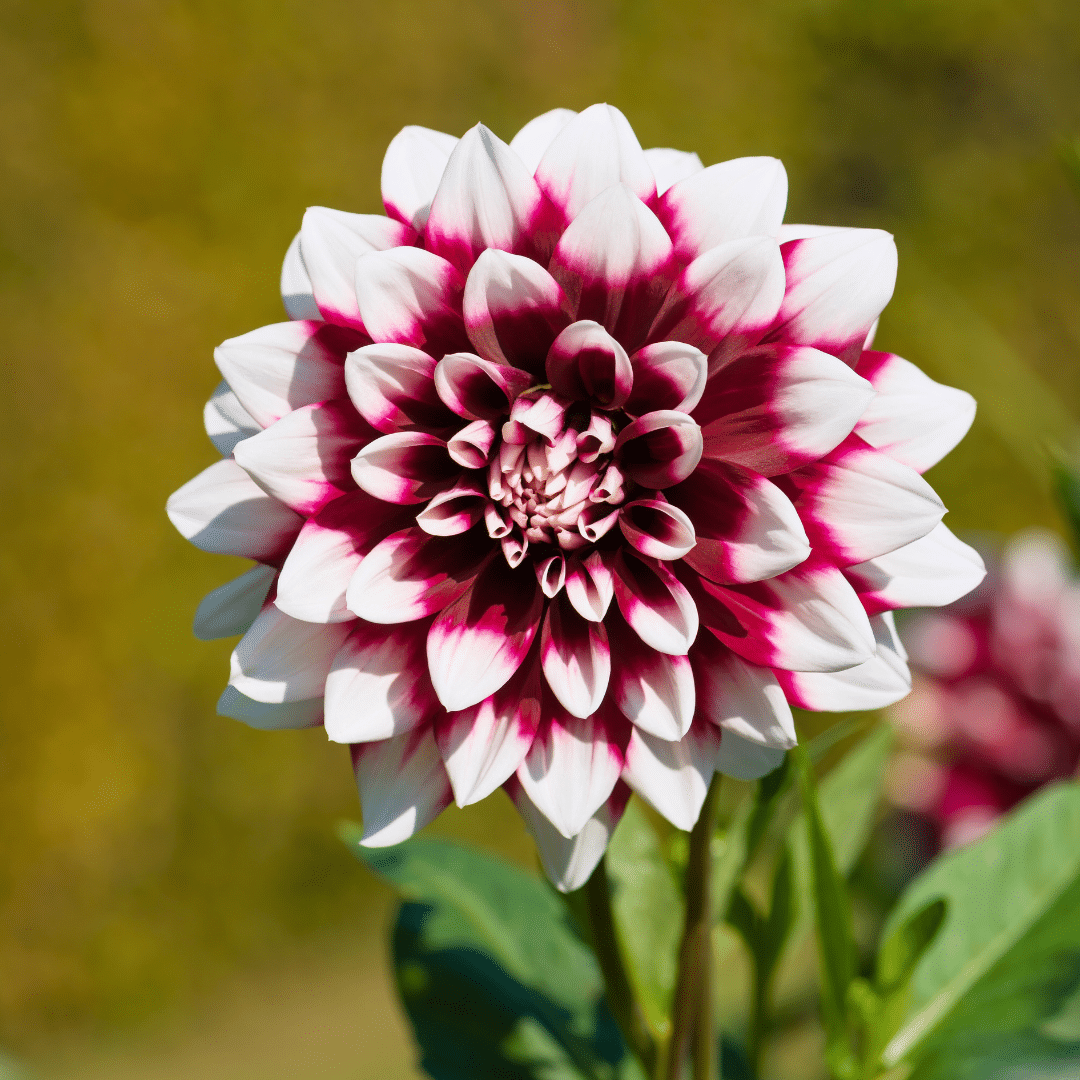 Blumenzwiebel - Luxusbox - Set aus 6 niederländischen Dahlien - über 2 m²
