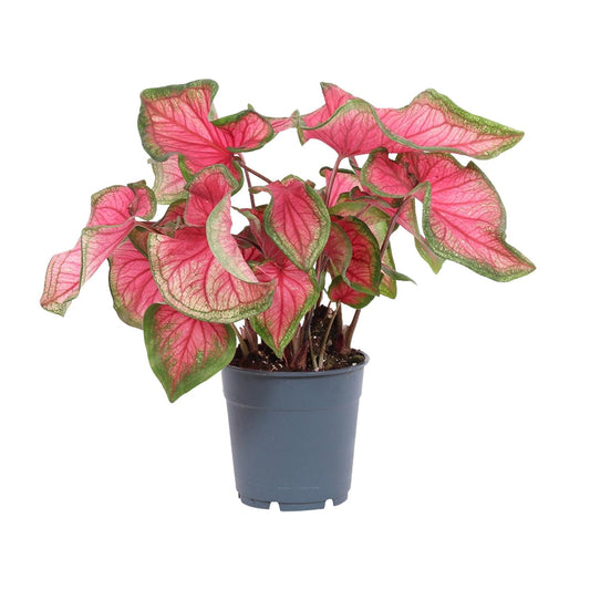 Caladium Sweetheart - Ø12cm - ↕25cm 
