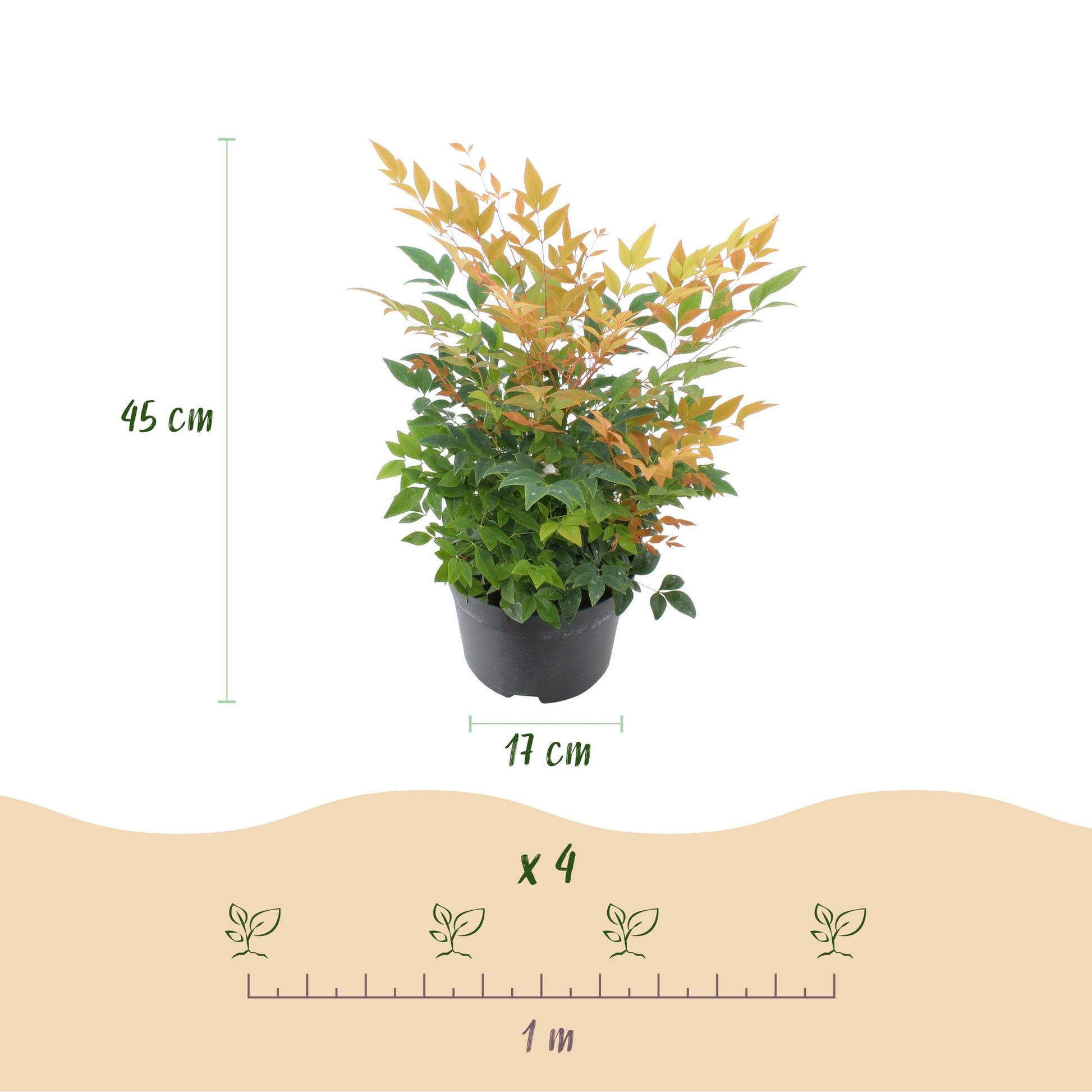 GreenboutiQ - Gartenpflanze - Nandina Gulfstream - Orange - 2 Pflanzen - Immergrün - Pflegeleicht - Topf 17cm Höhe 45cm 