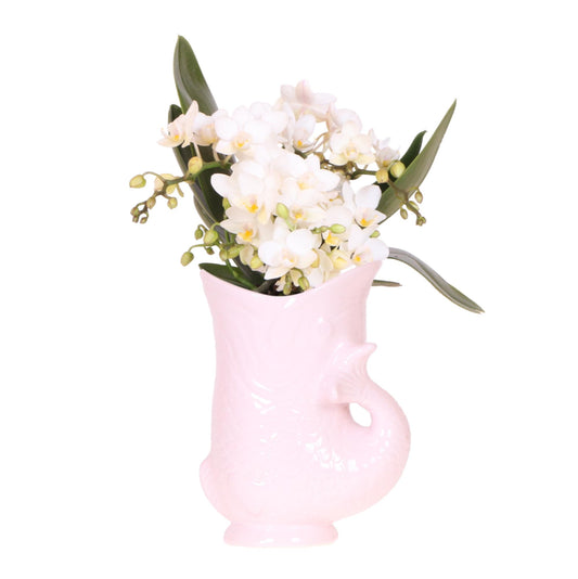 Weiße Orchidee 'Nazaré' + Fischtopf Rosa - Topfgröße Ø9cm - Zimmerpflanze