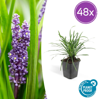 Liriope muscari 'Big Blue' – 48 Pflanzen – Immergrüner Bodendecker – 9cm – ↕10–25cm – Mit violettblauen Blüten – Pflegeleicht & winterhart – Für Halbschatten & Beete 
