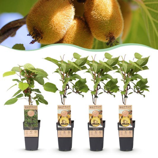 Green boutiQ - Obststrauch - Actinidia Weiki & Golden Kiwi - Kiwi-Pflanze - 1 Männlich - 3 Weiblich - Pflanzen - Gelb - Topf 15cm - Höhe 50cm 