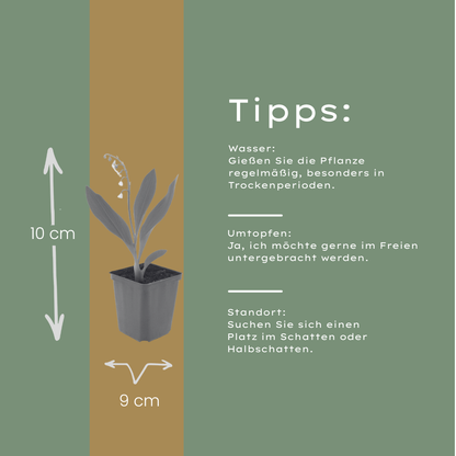 Maiglöckchen Convallaria majalis – 24 Pflanzen – 10-25cm – Ø9cm – Duftende Schattenstaude mit weißen Blüten – Winterharter Bodendecker für Garten & Gehölzrand