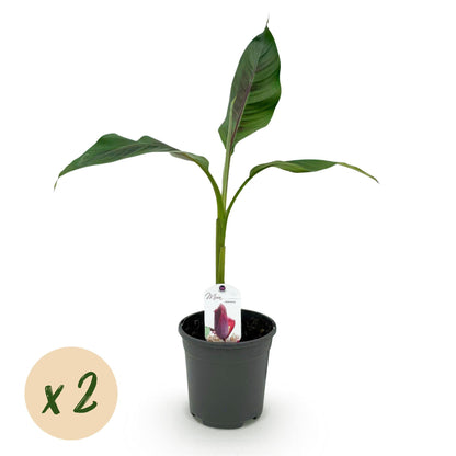 Bananenpflanze Musa sikkimensis Red Tiger – 2 Pflanzen – Winterhart – Obstpflanze – Ø17 cm, Höhe ca. 40 cm – Exotische Gartenbanane mit auffälligen rot-grünen Blättern 