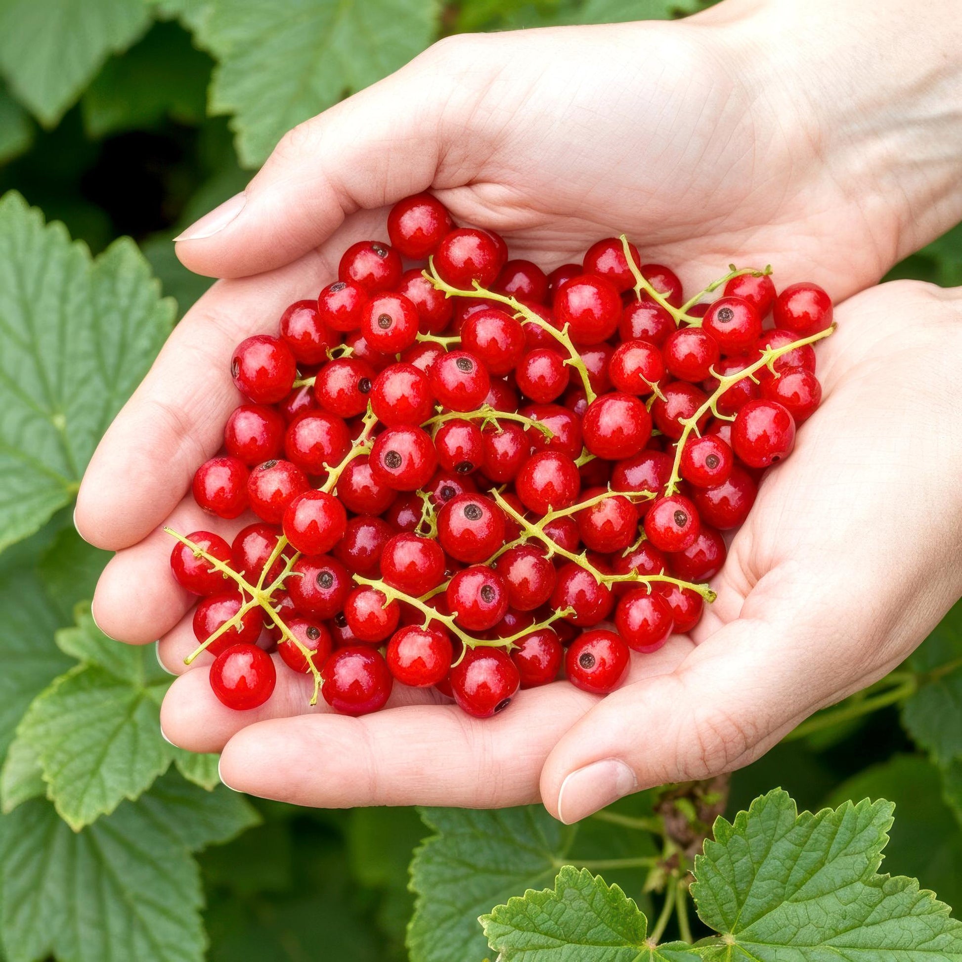Rote Johannisbeere Ribes rubrum Jonkheer van Tets winterhart 3 Pflanzen Ø9cm Höhe30cm – Ertragreiche Johannisbeerpflanze für Garten Balkon & Terrasse 