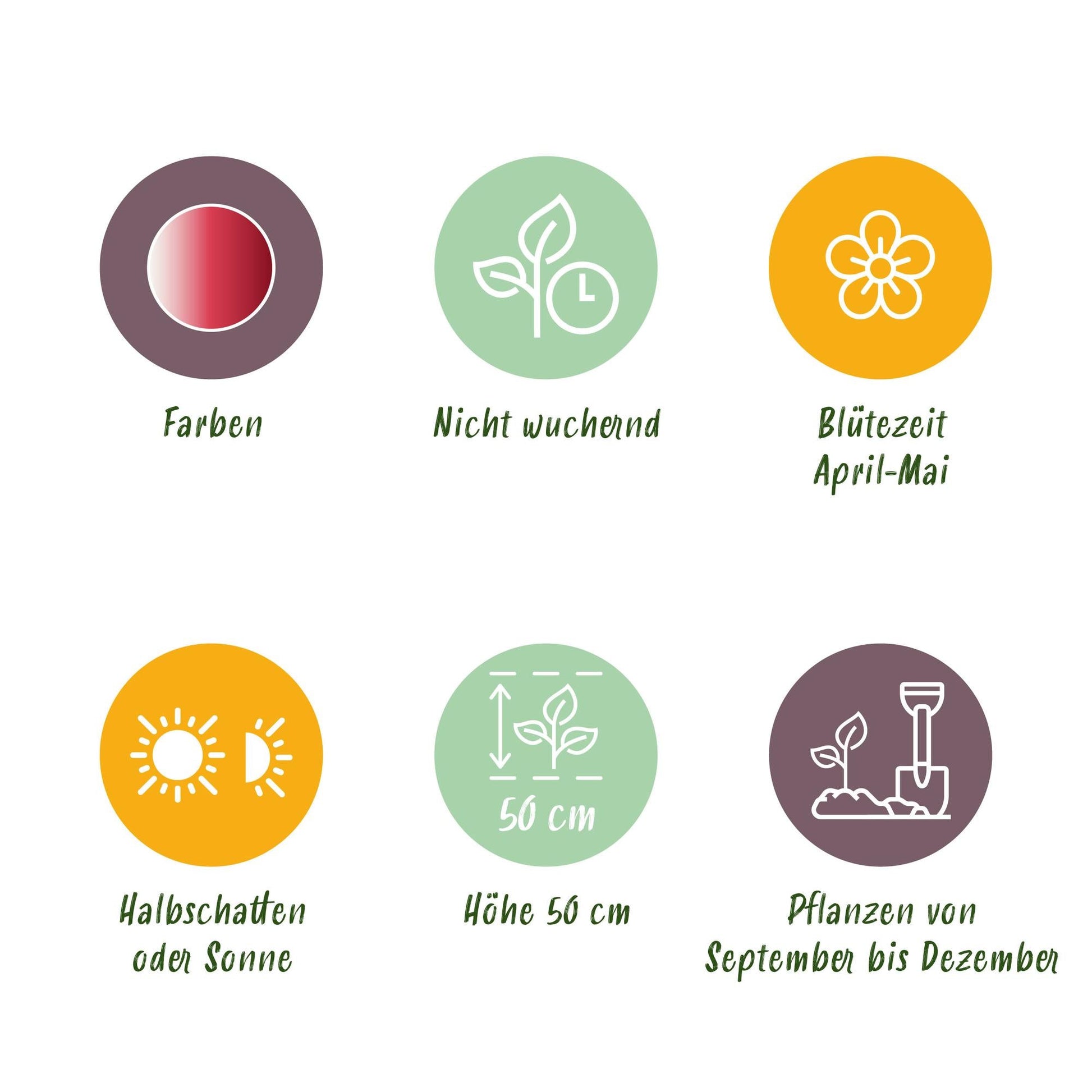 GreenboutiQ - Blumenzwiebeln - Tulp Hemisphere Mischung - Verschiedene Farben - 12 Stück - Zwiebelgröße 11/12 - XXL Pack 
