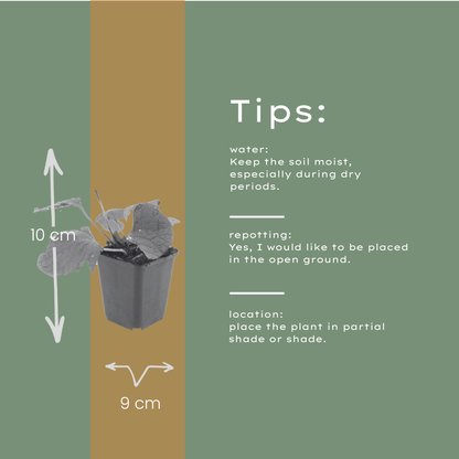 Kaukasisches Vergissmeinnicht Brunnera macrophylla – 24 Pflanzen – 10-25cm – Ø9cm – Winterharte Schattenstaude mit blauen Blüten – Bodendecker für Garten