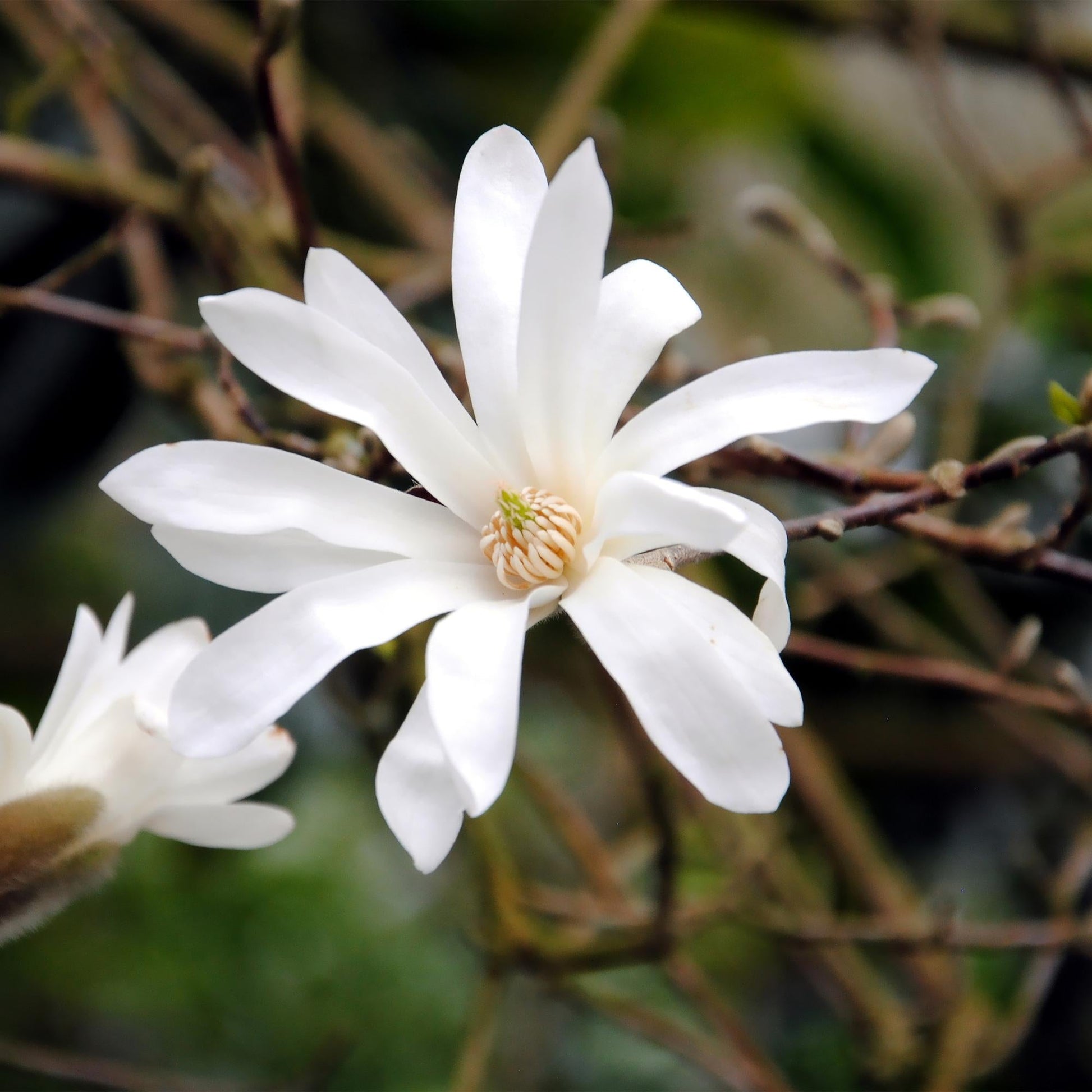 Stern-Magnolie Magnolia Stellata – Strauch – Blüte Weiß – Laubabwerfend – Frühjahrsblüher – Pflegeleicht – 17cm Höhe 45cm – Für Garten & Terrass 