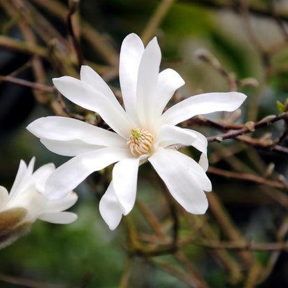 Stern-Magnolie Magnolia Stellata – Strauch – Blüte Weiß – Laubabwerfend – Frühjahrsblüher – Pflegeleicht – 17cm Höhe 45cm – Für Garten & Terrass 