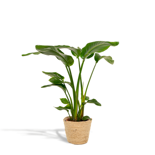 Baum-Strelitzie - Strelitzia Nicolai - Zimmerpflanze Ø19cm ↕90cm im dekorativen Korb Selin - Luftreinigende Tropenpflanze für Wohnzimmer & Büro 