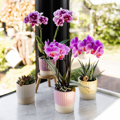 Butter Dekotopf Yellow – Floral Blush Kollektion – Pastellgelber Blumentopf mit glänzendem Oberteil & matter Basis – Kleine Pflanzgefäß mit feiner Rillenstruktur – Für Innenräume & dekorative Akzente 