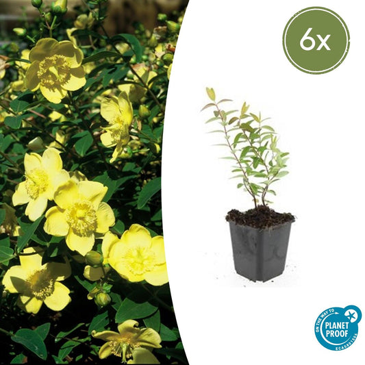 Großblumiges Johanniskraut - Hypericum 'Hidcote' - ↕10-25cm - Ø9cm - 6 Stück