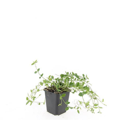 Vinca minor 'Gertrude Jekyll' – Immergrüner Bodendecker – 48 Pflanzen – Weiße Blüten – 10–25 cm – Ø9 cm