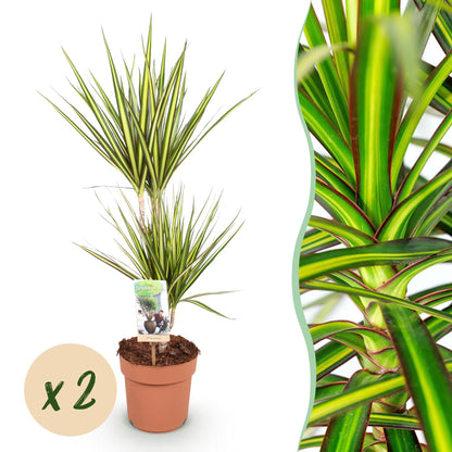 Green boutiQ - Zimmerpflanzen - Dracaena Sunray - Drachenblutbaum - Wenig Pflege - Grün - Gelb - 2 Pflanzen - Topf 17cm - Höhe 70-75cm 