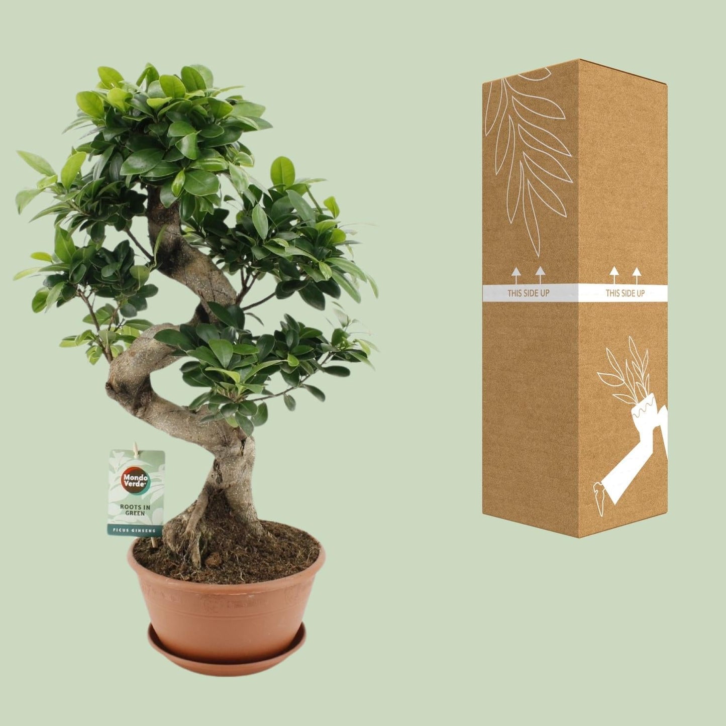 Ficus Ginseng – Chinesische Feige – Zimmerpflanze – Ø22cm – ↕60cm – Pflegeleichter Bonsai-Ficus mit dekorativem Wurzelstamm – Für Wohnzimmer & Büro 