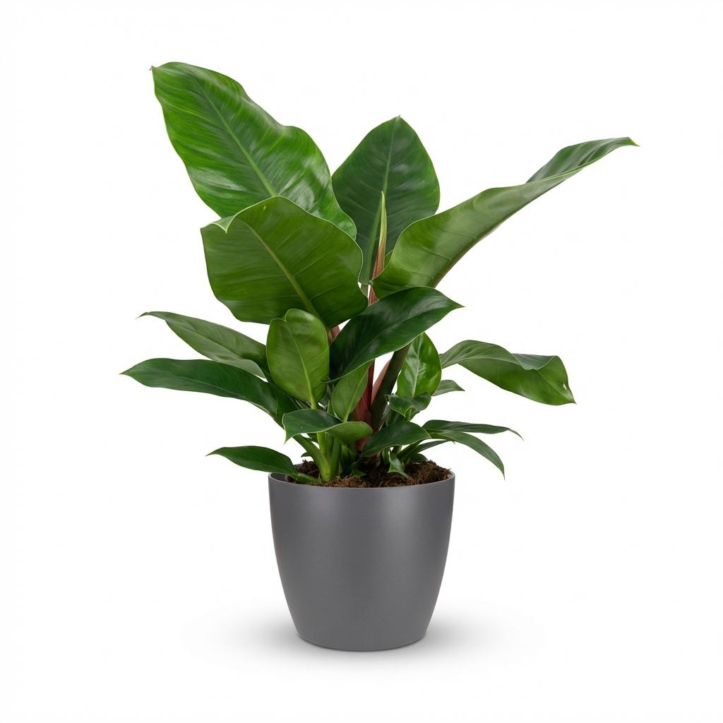 Green boutiQ - Zimmerpflanze - Philodendron - Philodendron Imperial Green - Grün - Pflegeleicht - 1 Pflanze - mit Übertopf Grau - Topf 19cm - Höhe 65cm 