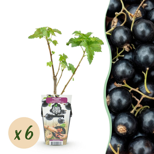 GreenboutiQ - Obstpflanzen - Schwarze Johannisbeere - Ribes nigrum Titania - Winterhart - 6 Pflanzen - Topf 9 cm - Schwarze Johannisbeere 