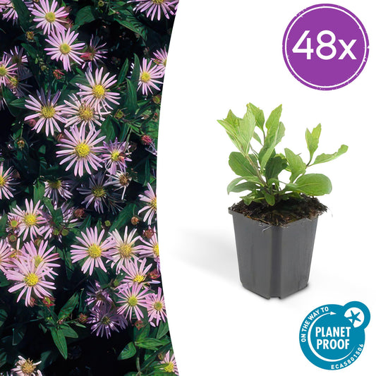 Aster ageratoides 'Asran' – Herbstblüher Staude – 48 Pflanzen – ↕10-25cm – Ø9cm – Hellblaue Blüten – Sonne