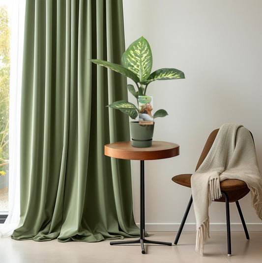 Dieffenbachia Tropic Snow - Ø17cm - ↕60cm 