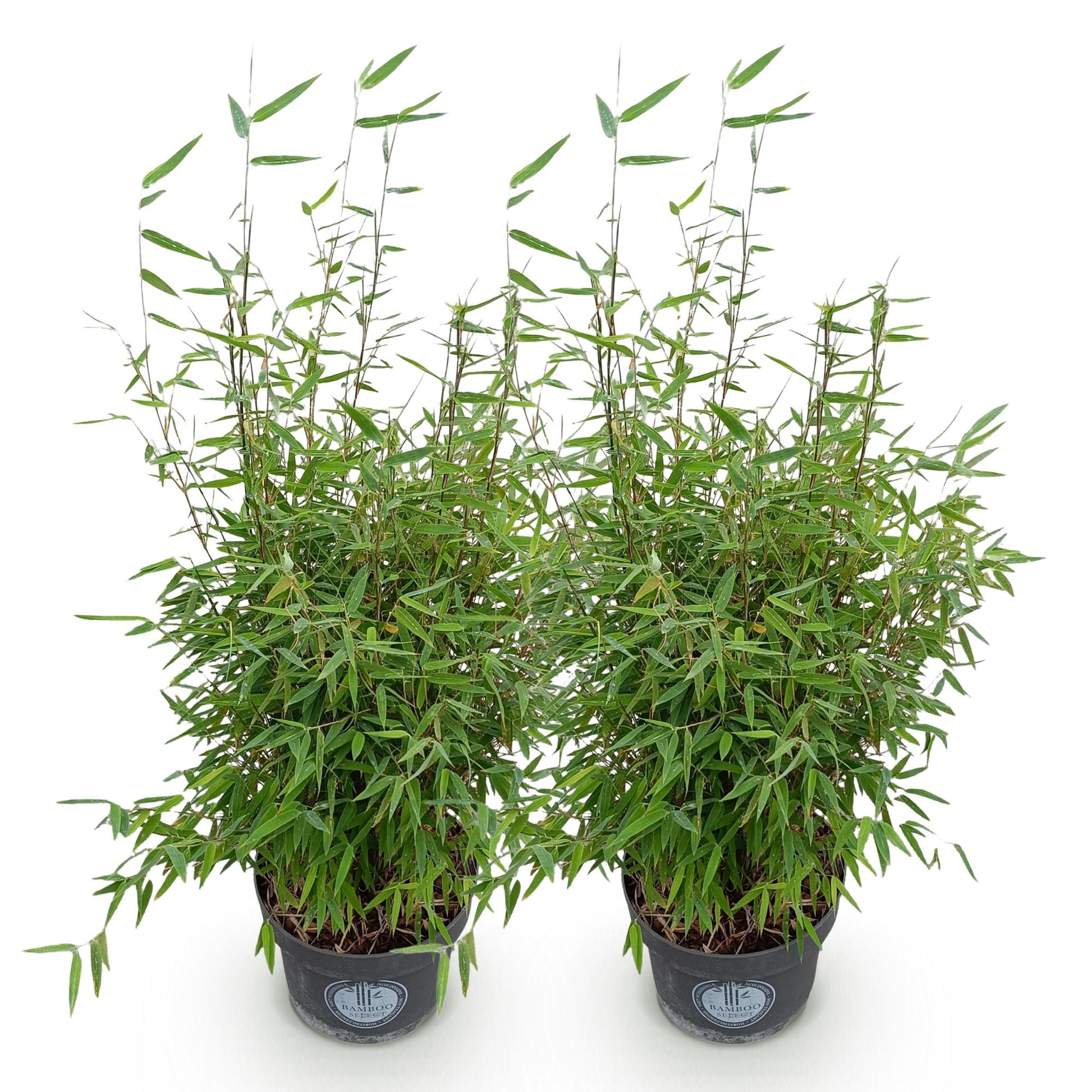 Green boutiQ - Gräser - Fargesia nitida Red Dragon - Bambus - Nicht Wuchernd - Grün - 2 Pflanzen - Topf 23 cm - Höhe 80 cm 