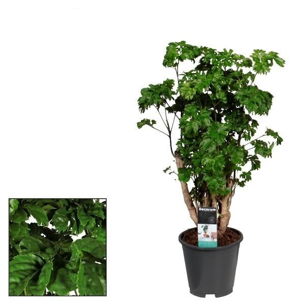 Polyscias Roble – Zimmerpflanze – Ø17cm – ↕60cm Höhe – Exotisches Blattwerk – Pflegeleicht & dekorativ 