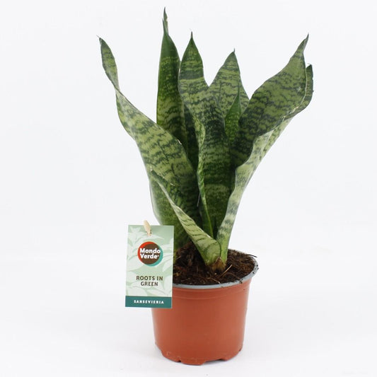 Sansevieria Black Coral – Bogenhanf – Zimmerpflanze 35 cm hoch – Ø12 cm – Luftreinigend & Pflegeleicht – Dunkelgrünes, elegantes Blattmuster 