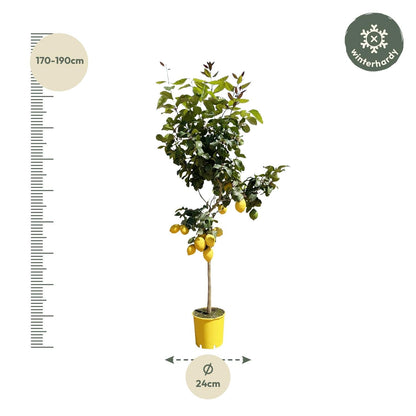 Zitronenbaum – Citrus limon – ca. 150 cm hoch – Ø24 cm – duftende Blüten & essbare Zitronen – immergrüne Zimmer- & Terrassenpflanze 
