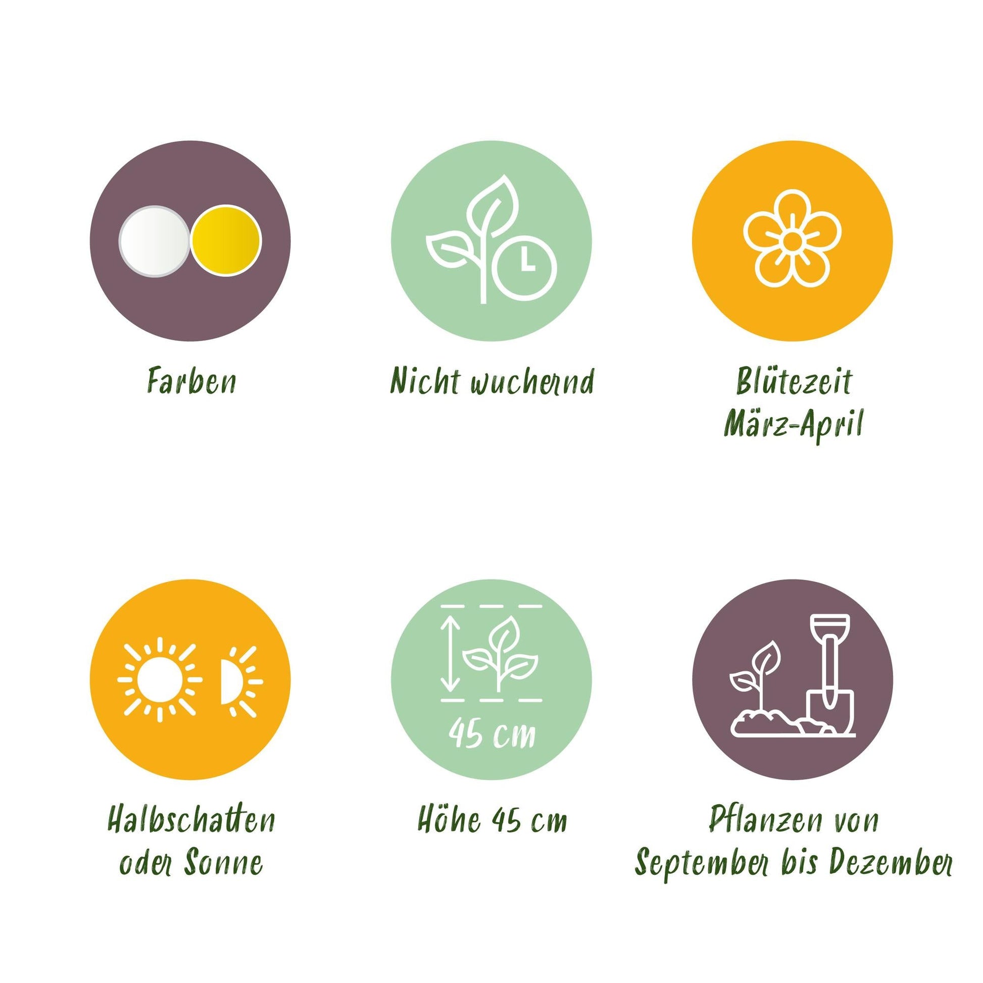 GreenboutiQ - Blumenzwiebeln - Narzisse Large Cupped mix - Farbe Gelb und Weiß - 15 Stück - Zwiebelgröße 12/14 - XXL Pack 