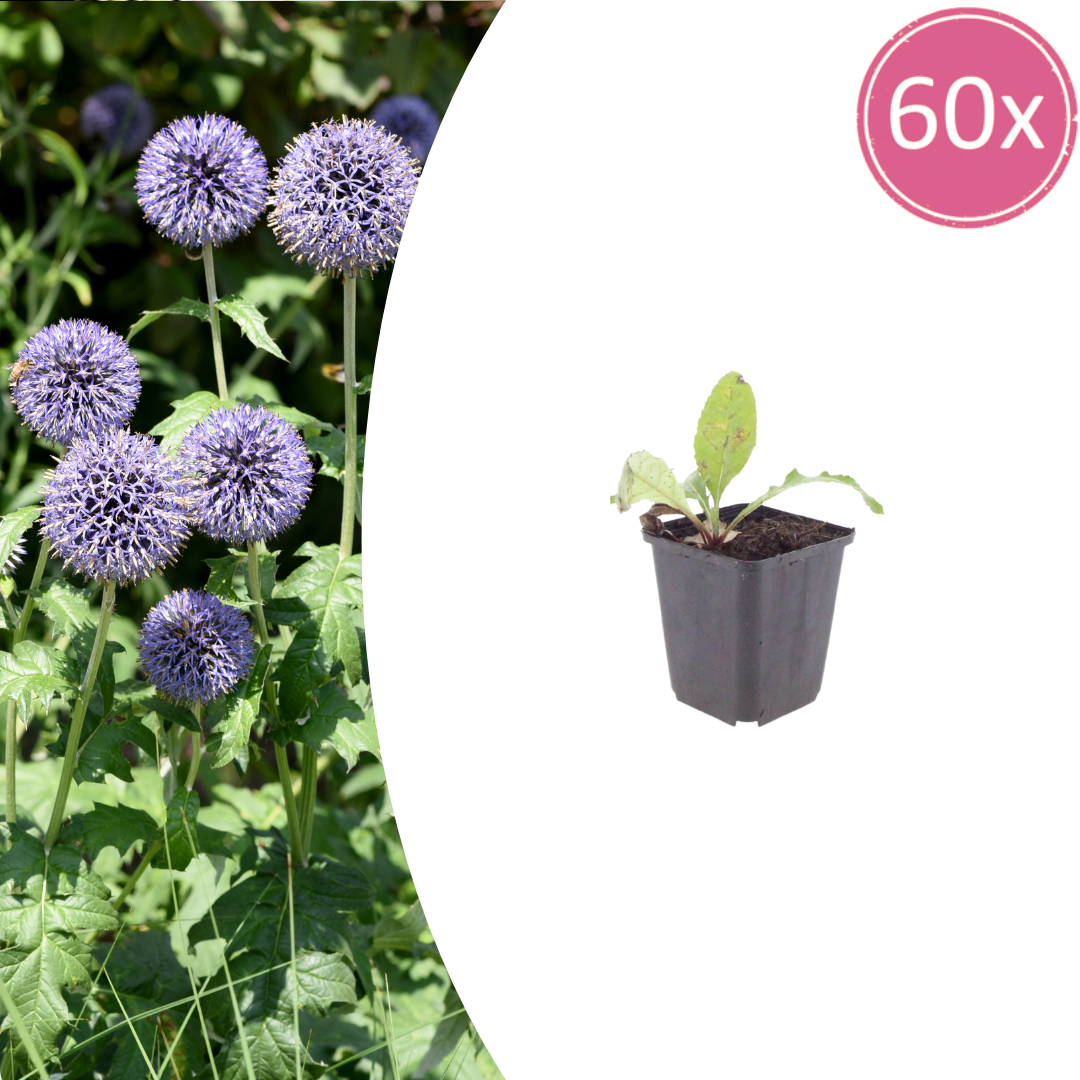 Kugeldistel Echinops ritro – 60 Pflanzen – Blaue Blütenkugeln – 10-25cm – Ø9cm – Trockenheitsresistente Staude für sonnige Beete