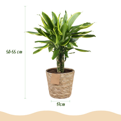 Green boutiQ - Zimmerpflanzen - Dracaena fragrans Golden Coast - Drachenbaum - Wenig Pflege - mit Korb - Bunt - 1 Pflanze - Topf 17cm - Höhe 50-55cm 
