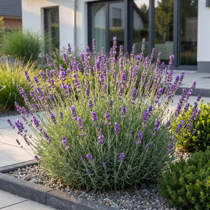 Lavendel 'Munstead' – Lavandula angustifolia 'Munstead' – 6 Pflanzen – Topf Ø11cm – Bienenfreundliche Staude für Garten & Balkon