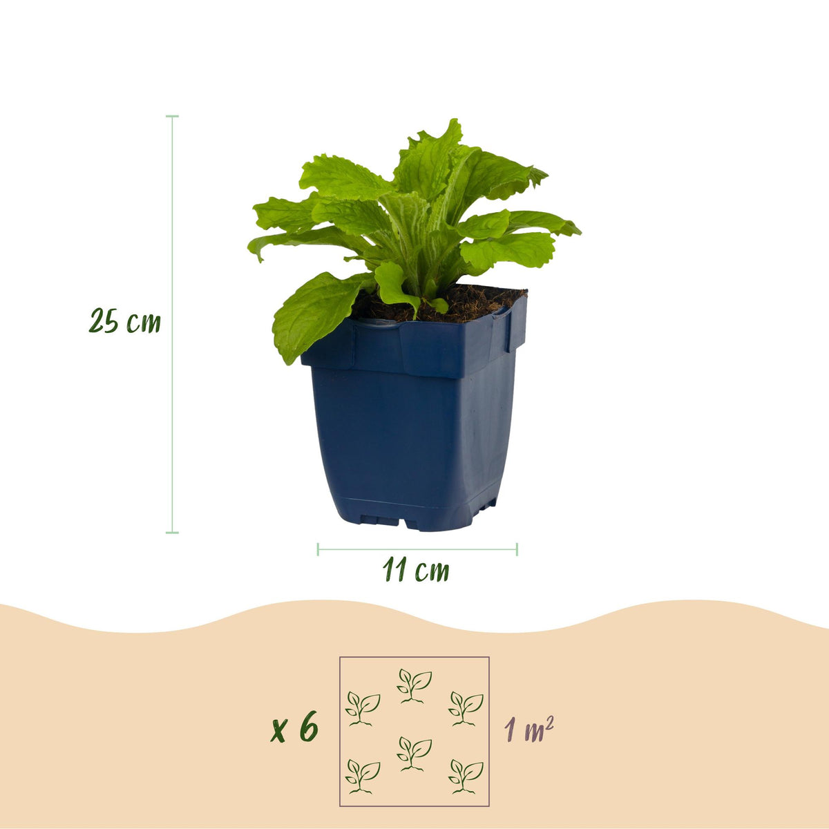 Fingerhut 'Dalmatian Purple' – Digitalis purpurea 'Dalmatian Purple' – 6 Pflanzen – Topf Ø11cm – Bienenfreundliche Staude für Garten & Balkon