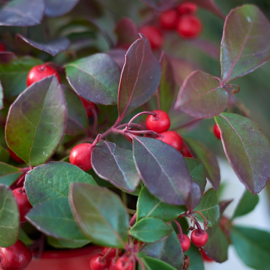 Gaultheria procumbens ‘Big Berry’ 6 Pflanzen – Ø12cm ↕15–20cm – Wintergrüne Pflanze mit roten Beeren – Immergrüner Bodendecker & Weihnachtsdeko – Für Garten, Balkon & Schalen 