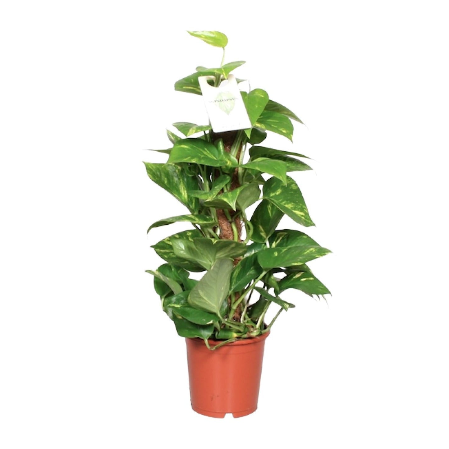 Epipremnum Aureum  - Ø15cm - ↕60cm 
