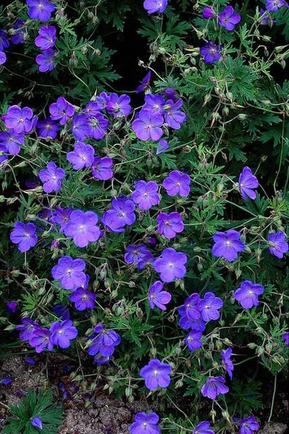 Storchschnabel Geranium 'Johnson's Blue' – ↕10-25cm – Ø9cm – 12 Pflanzen – Winterharte Staude & Bodendecker – Leuchtend blaue Blüten