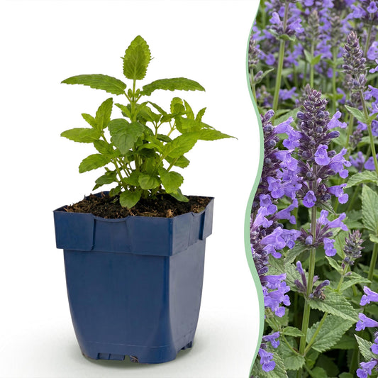 Katzenminze 'Neptune' – Nepeta nervosa 'Neptune' – Topf Ø11cm – Bienenfreundliche Staude für Garten & Balkon