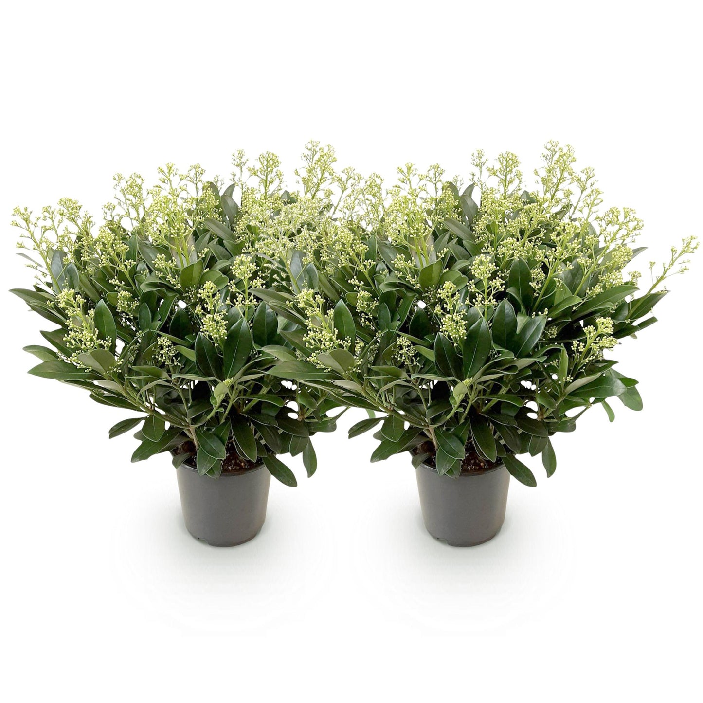 GreenboutiQ - Terrassenpflanze - Skimmia japonica Finchy - Blüte Weiß - 40+ Blumen - 2 Pflanzen - Winterhart - Topf 19cm Höhe 60cm 