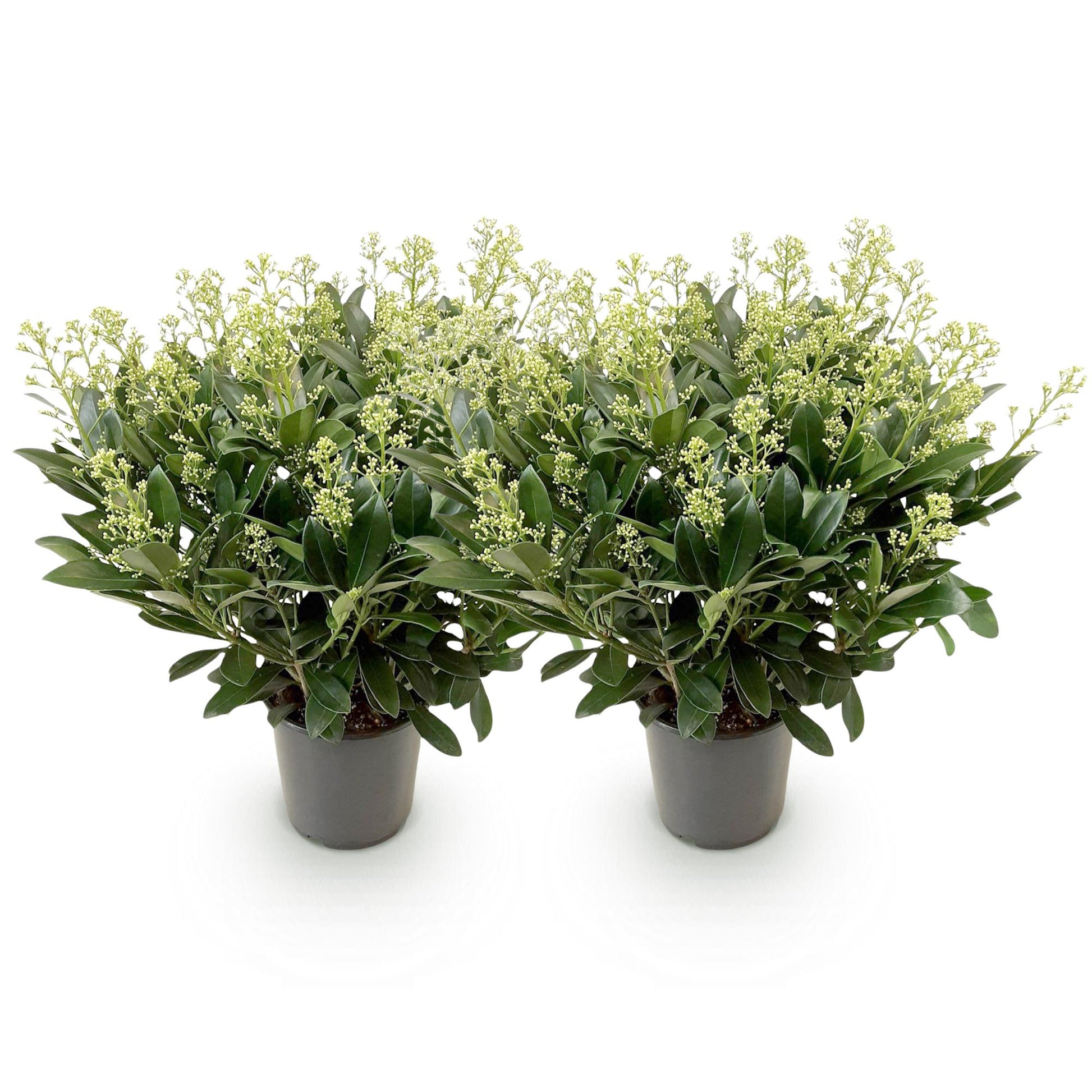 GreenboutiQ - Terrassenpflanze - Skimmia japonica Finchy - Blüte Weiß - 40+ Blumen - 2 Pflanzen - Winterhart - Topf 19cm Höhe 60cm 