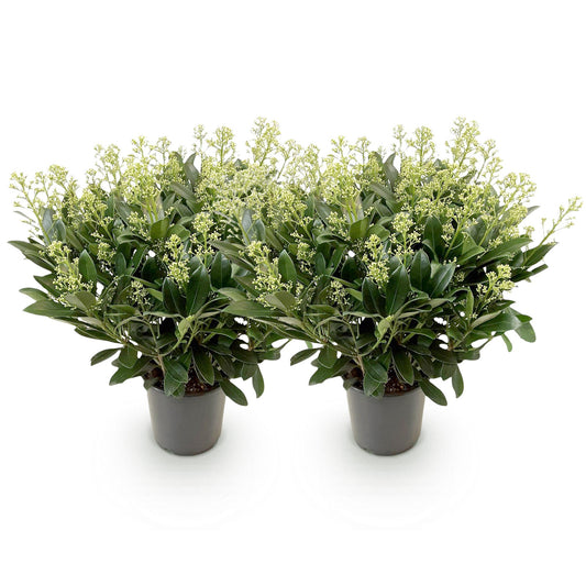 GreenboutiQ - Terrassenpflanze - Skimmia japonica Finchy - Blüte Weiß - 40+ Blumen - 2 Pflanzen - Winterhart - Topf 19cm Höhe 60cm 