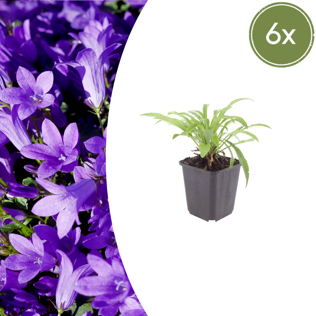 Pfirsichblättrige Glockenblume Campanula persicifolia ‘Coerulea’ – 6 Pflanzen – 10-25cm – Ø9cm – Blaue Staude für Sonne & Halbschatten – Gartenpflanze mit langer Blütezeit