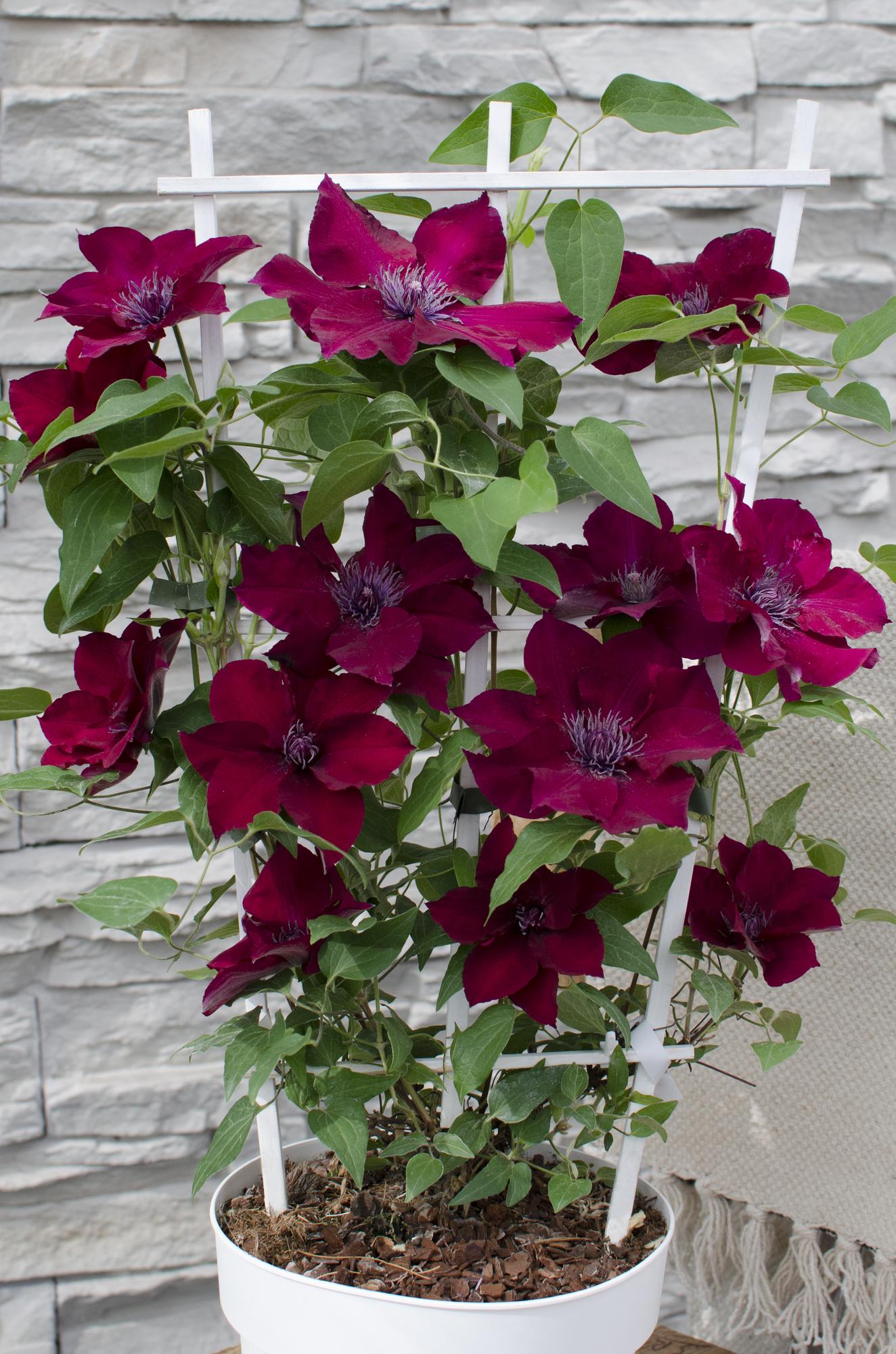 Waldrebe - Clematis Nubia - Clematis Evison Rot - Ø15cm - ↕65cm