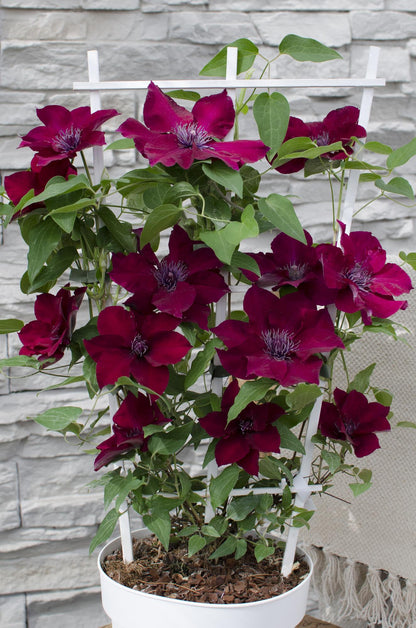 Waldrebe - Clematis Nubia - Clematis Evison Rot - Ø15cm - ↕65cm