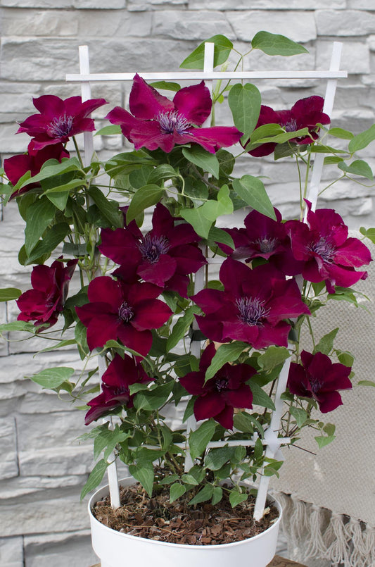 Waldrebe Clematis Nubia – Rote Clematis Evison – Ø15cm – ↕65cm – Blühstark & sommerlich – Kletterpflanze für Garten & Terrasse 