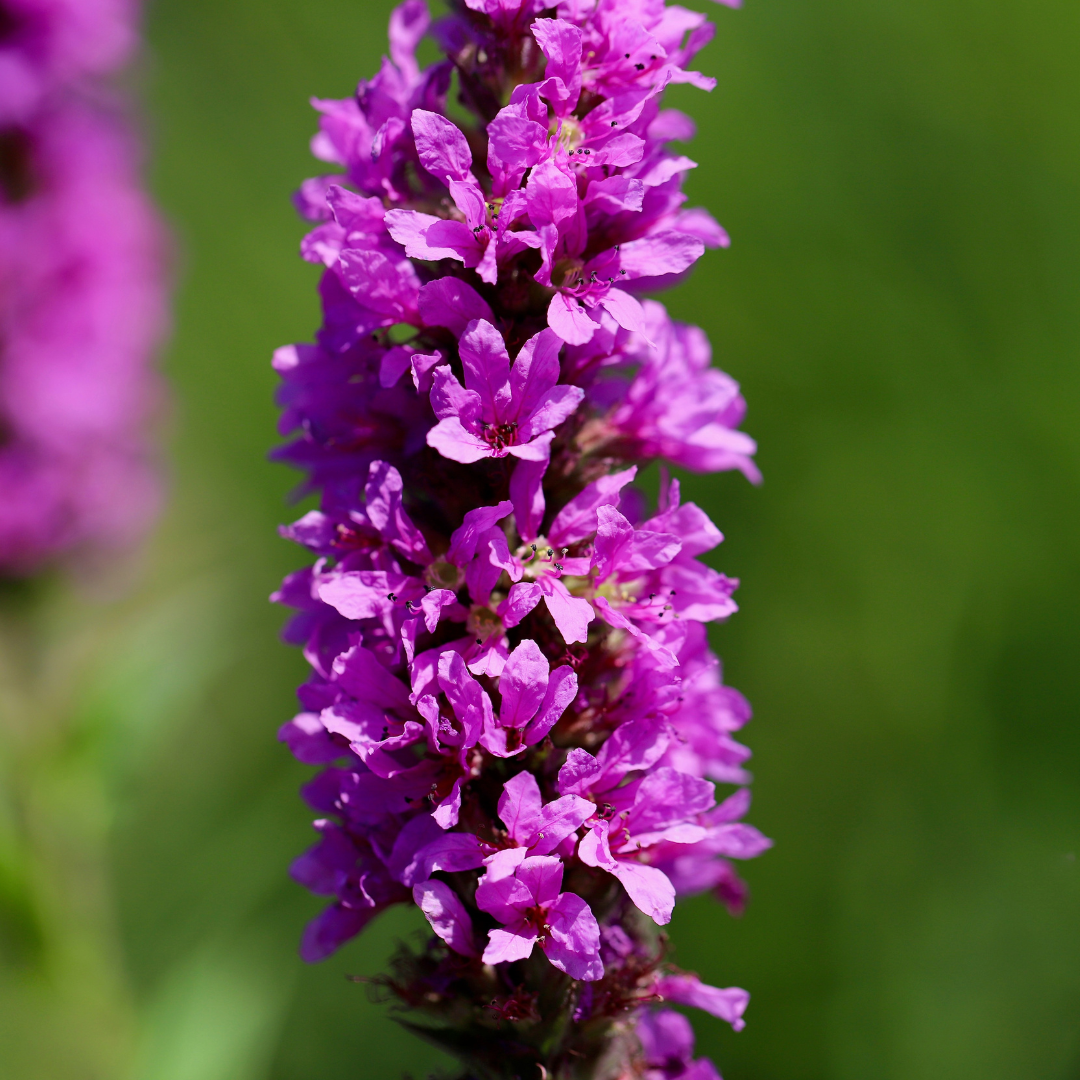 Lythrum salicaria Blutweiderich – 12 Pflanzen – Ø9cm – Höhe 10-25cm – Rosa Purpur Blütenähren – Winterharte Staude – Für Teichrand & Feuchtbeet