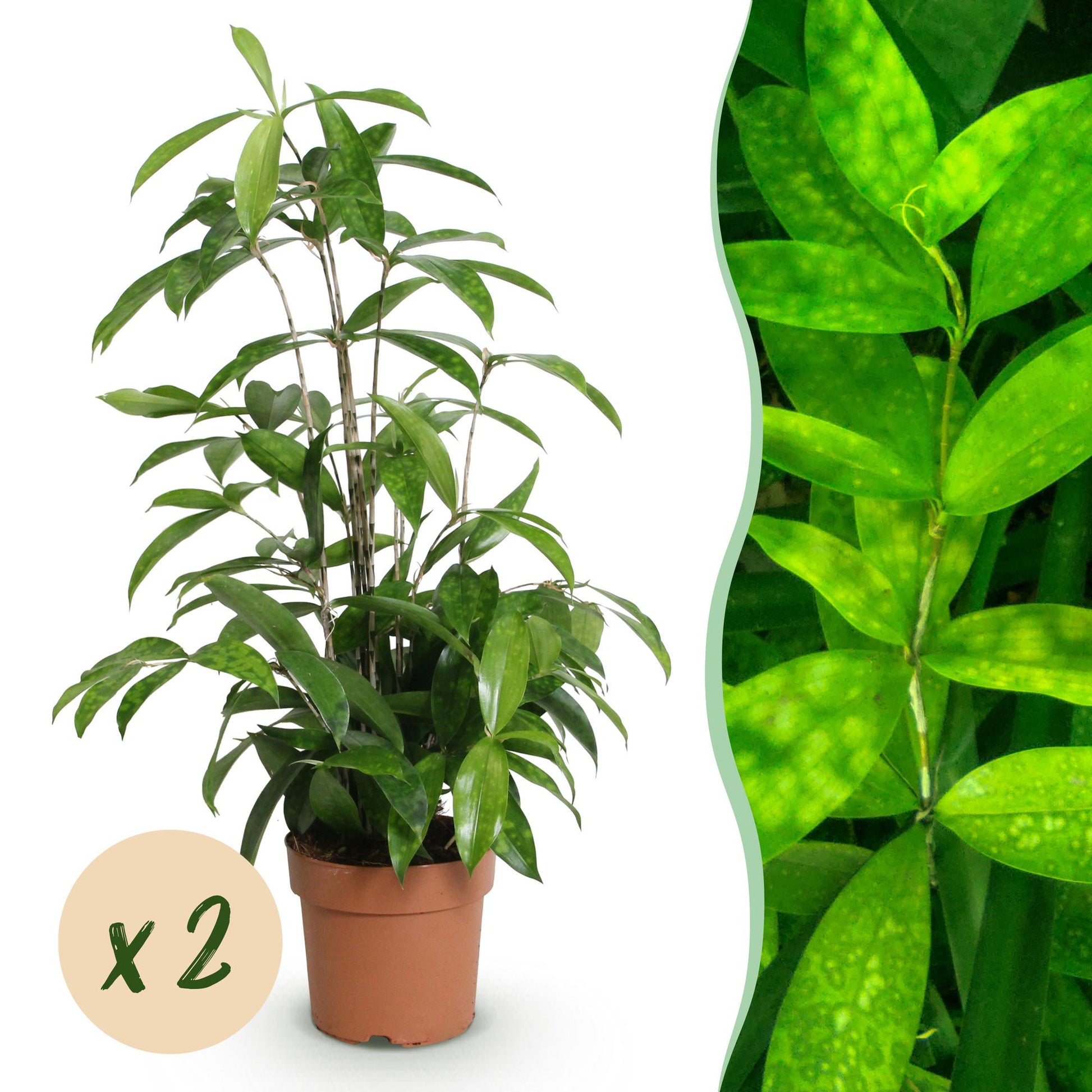 Green boutiQ - Zimmerpflanzen - Dracaena surculosa - Drachenbaum - Wenig Pflege - Grün - 2 Pflanzen - Topf 17cm - Höhe 60-70cm 