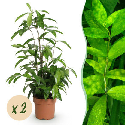 Green boutiQ - Zimmerpflanzen - Dracaena surculosa - Drachenbaum - Wenig Pflege - Grün - 2 Pflanzen - Topf 17cm - Höhe 60-70cm 