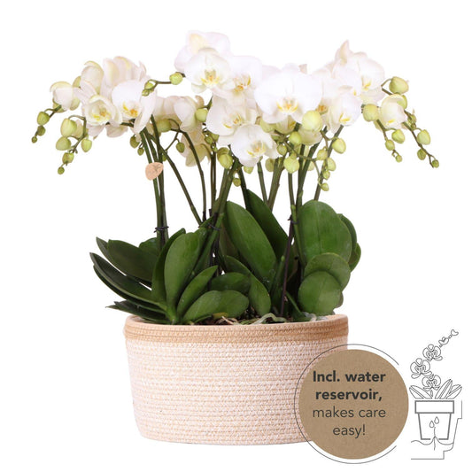 Kolibri Orchids | weißes Orchideen-Set im Baumwollkorb inkl. Wassertank | drei weiße Orchideen Gent 12cm | Mono Bouquet weiß mit autarkem Wassertank. 